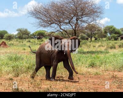 Ein junger afrikanischer Buschelefant (Loxodonta africana), Tarangire Nationalpark, Tansania, Ostafrika, Afrika Stockfoto