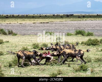 Afrikanische Wildhunde (Lycaon pictus), Fütterung auf einem wildebeest Kalb töten im Serengeti Nationalpark, Tansania, Ostafrika, Afrika Stockfoto