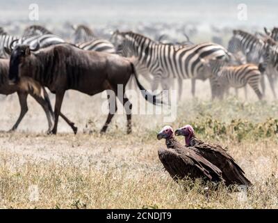 Ein Paar lappet-faced Geier (Torgos tracheliotos), in der großen Migration, Serengeti Nationalpark, Tansania, Ostafrika, Afrika Stockfoto