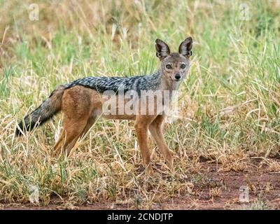 Ein erwachsener Schwarzrückenschakal (Lupulella mesomelas), Tarangire National Park, Tansania, Ostafrika, Afrika Stockfoto