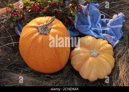 Flache Lay-Komposition mit Kürbissen auf dem Heu, Herbstblütenbukett und grauem Karli. Herbst Halloween Thanksgiving Hintergrund. Speicherplatz kopieren. Selektiv Stockfoto