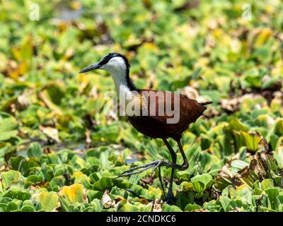 Erwachsene afrikanische Jacana (Actophilornis africanus), Lake Manyara Nationalpark, Tansania, Ostafrika, Afrika Stockfoto