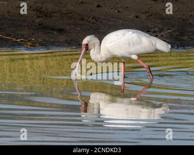 Ein erwachsener afrikanischer Löffler (Platalea alba), der im Ngorongoro Krater, Tansania, Ostafrika, Afrika ernährt Stockfoto