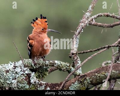 Ein erwachsener afrikanischer Wiedehopf (Upupa africana), Serengeti Nationalpark, Tansania, Ostafrika, Afrika Stockfoto