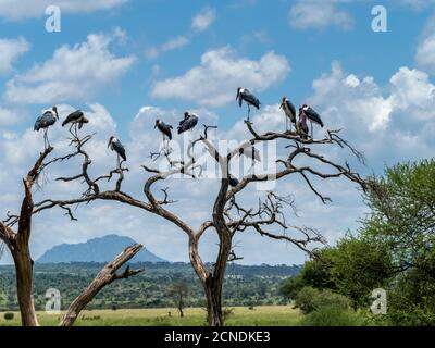 Ausgewachsene Marabou-Störche (Leptoptilos Crumenifer), die in einem Baum im Tarangire-Nationalpark, Tansania, Ostafrika, Afrika brüten Stockfoto