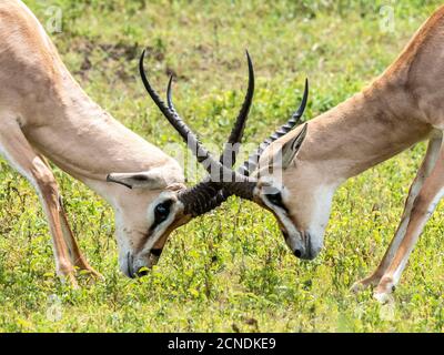 Erwachsene männliche Grants Gazellen (Nanger granti), die im Ngorongoro Krater, Tansania, Ostafrika, Afrika, Sparring sind Stockfoto