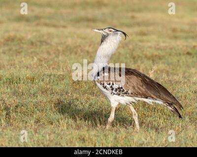 Erwachsene kori-Trappe (Ardeotis kori), Krater Ngorongoro, Tansania, Ostafrika, Afrika Stockfoto