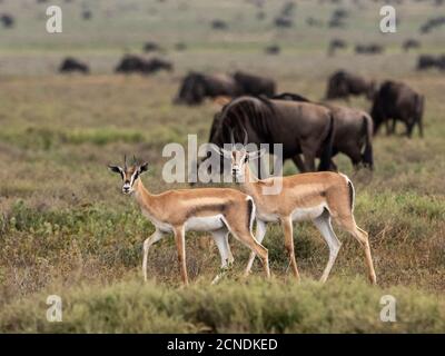 Erwachsene Grants Gazellen (Nanger granti), Serengeti Nationalpark, Tansania, Ostafrika, Afrika Stockfoto