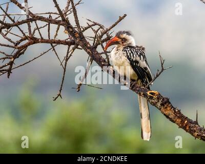 Ein erwachsener tansanischer Rotschnabelhornvogel (Tockus ruahae), Tarangire National Park, Tansania, Ostafrika, Afrika Stockfoto