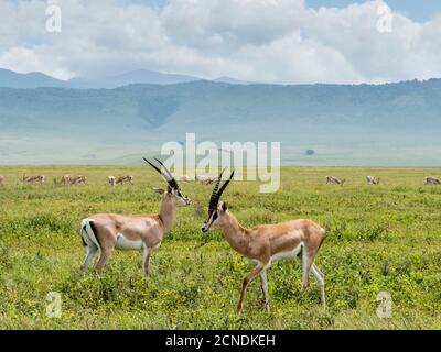 Erwachsene männliche Grants Gazellen (Nanger granti), im Ngorongoro Krater, UNESCO-Weltkulturerbe, Tansania, Ostafrika, Afrika Stockfoto