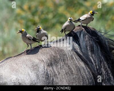 Erwachsene wattelige Stare (Creatophora cinerea), auf der Rückseite eines Gnus im Serengeti Nationalpark, Tansania, Ostafrika, Afrika Stockfoto