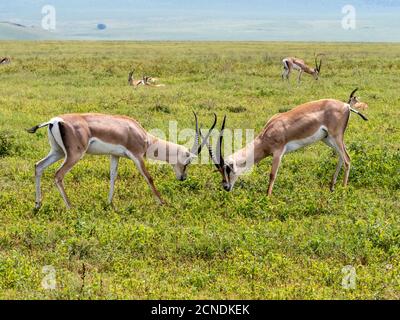 Erwachsene männliche Grants Gazellen (Nanger granti) Sparring im Ngorongoro Krater, UNESCO-Weltkulturerbe, Tansania, Ostafrika, Afrika Stockfoto