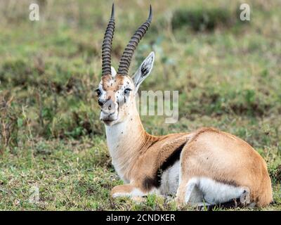 Thomson-Gazelle (Eudorcas thomsonii), Serengeti-Nationalpark, Tansania, Ostafrika, Afrika Stockfoto