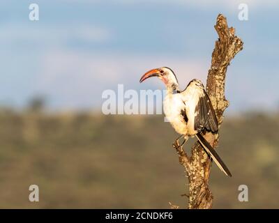 Ein erwachsener tansanischer Rotschnabelhornvogel (Tockus ruahae), Tarangire National Park, Tansania, Ostafrika, Afrika Stockfoto