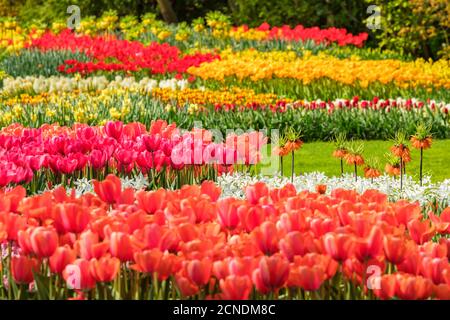 Keukenhof Gardens, Lisse, Südholland, Niederlande, Europa Stockfoto