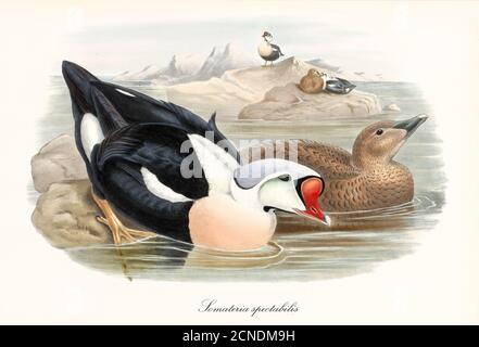 Wasservogel mit seltsam geformten roten Schnabel King Eider (Somateria spectabilis) Eintritt in das Meerwasser aus einem Felsen. Kunst von John Gould London 1862-1873 Stockfoto