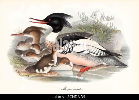 Familie der gezackten Schnabelvögel Rotreiher Merganser (Mergus serrator) posiert Profilansicht auf einem Teichufer mit Jungen. Kunst von John Gould 1862-1873 Stockfoto