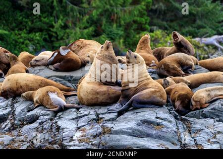 Steller Seelöwen (Eumetopias jubatus) an einem felsigen Ufer, Alert Bay, Inside Passage, British Columbia, Kanada Stockfoto