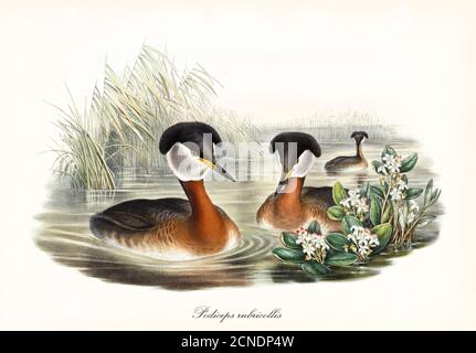 Aquatische seltsame Crested und spitze Schnabelvögel Rothalsige Grebe (Podiceps grisegena) schwimmend im bräunlichen Teichwasser. Kunst von John Gould 1862-1873 Stockfoto