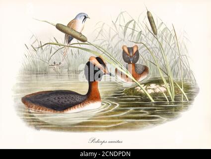 Zwei langhalsige Wasservögel mit seltsamer Kopfform Horntaucher (Podiceps auritus) im grünen Teichwasser. Vintage Art von John Gould 1862-1873 Stockfoto