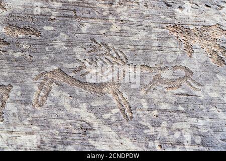 Detail von Hirschen, Felsgravur, Naquane Nationalpark, Capo di Ponte, Valcamonica (Val Camonica), Provinz Brescia, Lombardei, Italien, Europa Stockfoto