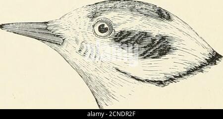 . Die Vögel von Illinois und Wisconsin . s gesammelt im Winter und Spätherbst im nördlichen Wisconsin haben sich alle als typicalvillosus. (Birds of Wisconsin, 1903, S. 74.) 190. Dryobates pubescens medianus (Swains.). Flauschiger Specht. Teilgebiet: Ost- und Nord-USA, von den RockyMountains bis zum Atlantik, und von etwa der Breite von SouthCarolina Norden nach Neufundland und Süd-Kanada. Erwachsenes Männchen: Ähnelt dem Hairy Woodpecker, außer dass es viel kleiner ist, und hat die weißen äußeren Schwanzfedern mit mehr oder weniger unvollkommenen Bars oi Flecken von schwärzen markiert. Erwachsene Weibchen: Simi Stockfoto