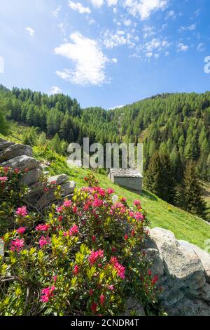 Blühende Rhododendren umgeben Hütten und Wälder, Porcile Seen, Tartano Tal, Valtellina, Sondrio Provinz, Lombardei, Italien, Europa Stockfoto