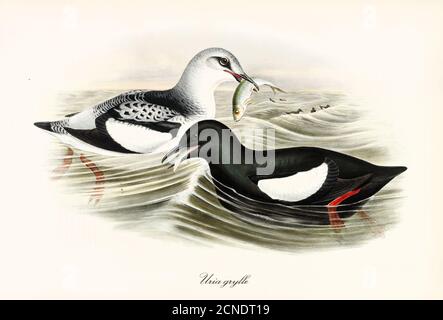 Ein paar schwarze Guillemot (Cepphus grylle) Seevögel, die nebeneinander auf rauem Meer fischen und fickten. Vintage Art von John Gould publ in London 1862-1873 Stockfoto