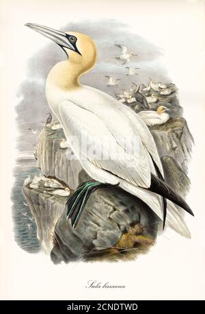 Nördlicher Gannet (Morus bassanus) weißer langer Schnabel Vogelprofil Pose Blick auf bewölkten Himmel. Detaillierte Vintage Aquarellkunst von John Gould 1862-1873 Stockfoto