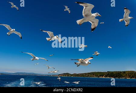 Möwen (Laridae) fliegen hinter einem Touristenboot, Berg Athos, Zentralmakedonien, Griechenland, Europa Stockfoto