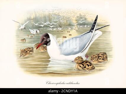 Schwarm und einzelne Schwarzkopfmöwe (Chroicocephalus ridibundus) schwimmend auf Teichwasser mit Jungen. Aquarellkunst im Vintage-Stil von John Gould 1862-1873 Stockfoto