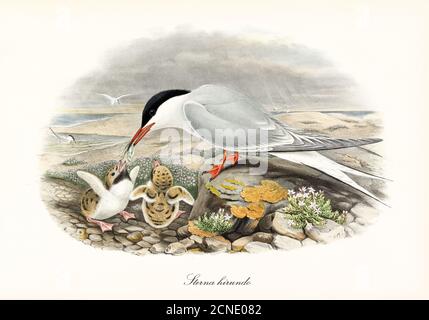 Seeschwalbe (Sterna hirundo) füttert Jungtiere mit kleinen Fischen auf der Meereslandschaft. Detaillierte Aquarellkunst im Vintage-Stil von John Gould London 1862-1873 Stockfoto