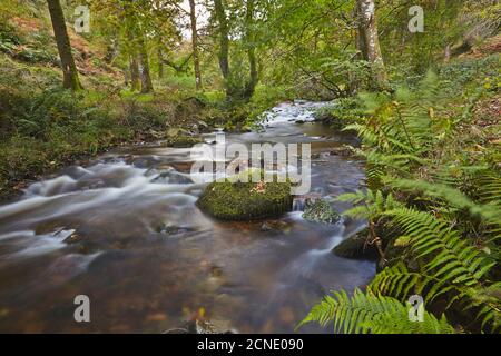 Horner Wood und Horner Water, an der Pool Bridge, in der Nähe von Porlock, im Exmoor National Park, Somerset, England, Vereinigtes Königreich, Europa Stockfoto