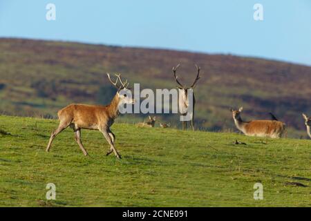 Red Deer Hirsche auf der Nordseite von Dunkery Beacon, in der Nähe von Porlock, im Exmoor Nationalpark, Somerset, England, Vereinigtes Königreich, Europa Stockfoto