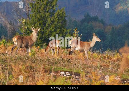 Eine Gruppe von Rothirschen (Cervus elaphus) auf dem Land in der Nähe von Dunster, im Exmoor Nationalpark, Somerset, England, Großbritannien, Europa Stockfoto