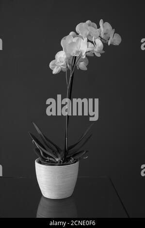 Stillleben von weißen Orchideen in weißem Pflanzentopf auf einem Glastisch vor dunkelgrauem Hintergrund. Schwarz und Weiß. Stockfoto