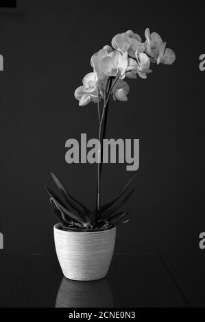 Stillleben von weißen Orchideen in weißem Pflanzentopf auf einem Glastisch vor dunkelgrauem Hintergrund. Schwarz und Weiß. Stockfoto