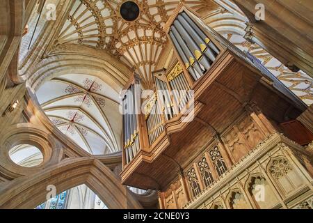 Die massive Orgel und die Decke in der Kathedrale von Wells, in Wells, Somerset, England, Großbritannien, Europa Stockfoto