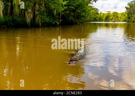 Alligatoren, Sumpf in der Nähe von New Orleans, Louisiana, Vereinigte Staaten von Amerika Stockfoto