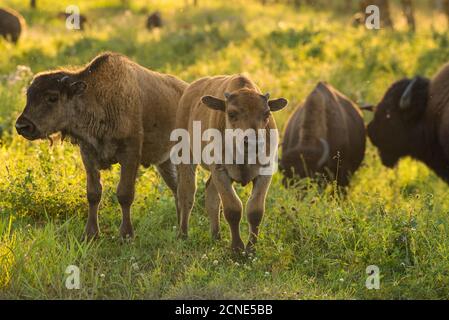 Bison Kälber (Ebene Bison) in einer Präriewiese bei Sonnenuntergang, Elk Island National Park, Alberta, Kanada Stockfoto