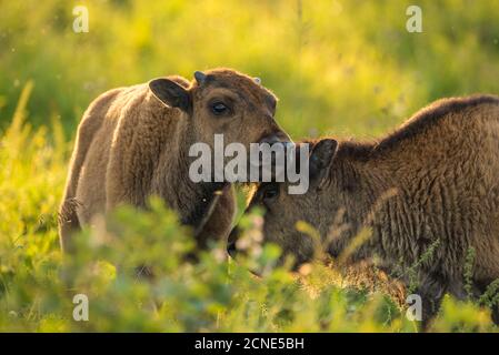 Bison Kälber (Ebene Bison) in einer Präriewiese bei Sonnenuntergang, Elk Island National Park, Alberta, Kanada Stockfoto