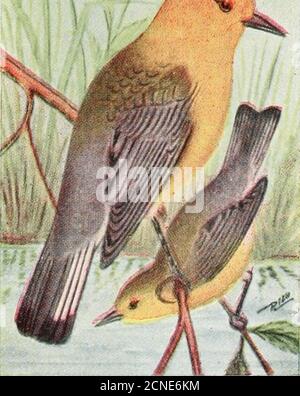 . Das Vogelbuch: Illustriert in natürlichen Farben mehr als siebenhundert nordamerikanische Vögel; auch mehrere hundert Fotos von ihren Nestern und Eiern.