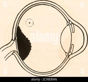 . Die Fundusokuli von Vögeln, vor allem, wie durch das Ophthalmoskop betrachtet; eine Studie in der vergleichenden Anatomie und Physiologie . Abb. 58.Waldkauz (Syrnium alvco).. Stockfoto