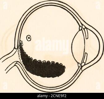 . Die Fundusokuli von Vögeln, vor allem, wie durch das Ophthalmoskop betrachtet; eine Studie in der vergleichenden Anatomie und Physiologie . Abb. 42.Little Bustard {Tetrax tetrax). Abb. 45.Nachtreiher (Nycticorax nycticorax).. Stockfoto