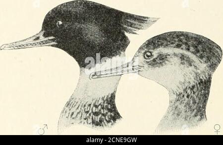 . Die Vögel von Illinois und Wisconsin. Ill ist mehr als 1.50 Zoll. Diese Art ist in Illinois und Wisconsin, während der Mi-grations häufig, und manchmal eine Anzahl bleiben während des Winters. Es brütet nicht in Illinois, und ich finde keine zufriedenstellende Aufzeichnung seiner havingdone so in Wisconsin, obwohl Kumlien und Hollister sagen: Sagte tonest in der extremen nördlichen Ende von Door County. (Bull Wiscon-Sin Nat. Hist. SoC, S. 16.) Sowohl diese als auch die nächste Art sind den lokalen Schützen unter dem Namen Sheldrake bekannt. 38. Mergus Serrator Linn.Rotreiher Merganser. Sheldrake. Merganser Serrator (^Linn.), Stockfoto