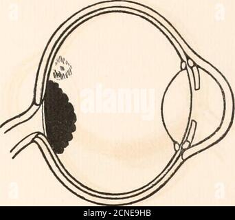 . Die Fundusokuli von Vögeln, vor allem, wie durch das Ophthalmoskop betrachtet; eine Studie in der vergleichenden Anatomie und Physiologie . Abb. 42.Little Bustard {Tetrax tetrax). Abb. 45.Nachtreiher (Nycticorax nycticorax). Stockfoto