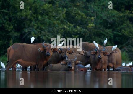 Afrikanischer Waldbüffel (Syncerus caffer nanus), Odzala-Kokoua Nationalpark, Republik Kongo, Afrika Stockfoto