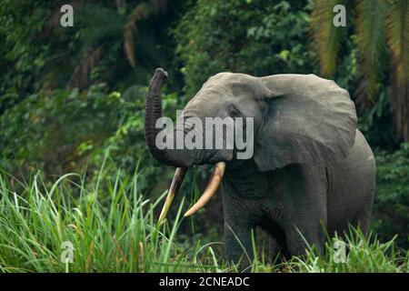 Afrikanische Waldelefanten (Loxodonta cyclotis), Odzala-Kokoua Nationalpark, Republik Kongo, Afrika Stockfoto