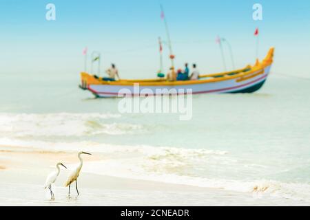 Schneegreiher, ein gewöhnlicher Weißreiher, mit Fischerboot am Marari Beach, Mararikulam, Alappuzha (Alleppey), Kerala, Indien, Asien Stockfoto