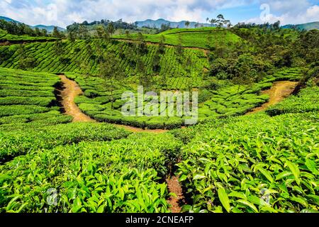 Teebush bedeckten Hänge an schönen Lakshmi Tee Anwesen in den Kannan Devan Hills westlich von Munnar, Lakshmi, Munnar, Kerala, Indien, Asien Stockfoto